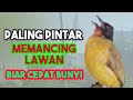 Burung kutilang Emas @ponirankwokchannel