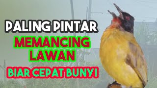 Burung kutilang Emas @ponirankwokchannel