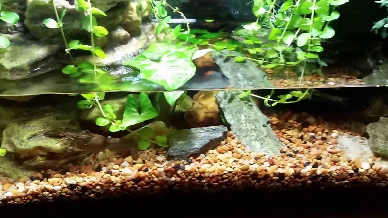 Crayfish Skirmish in my New Planted Crayfish Tank.