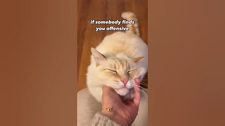 Watch the video about If Somebody Finds You Offensive 🤨 Ragdoll Mainecoon Mix Cat #shorts #catlover #youtubeshorts