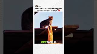 Cat be trust 🥲 #cat #shorts #catvideos
