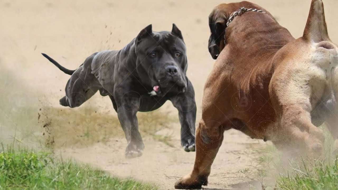 Only These Dogs Could Defeat a Pitbull - YouTube