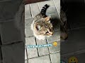 Усталость #котикисмешные #юмор #cat #жизнь #кот #усталость #топвидос #тренды #популярное #2024