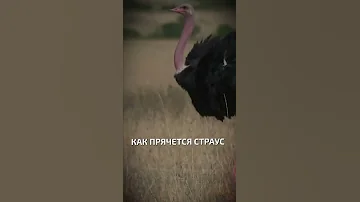 Как прячется страус  - интересные факты о птицах