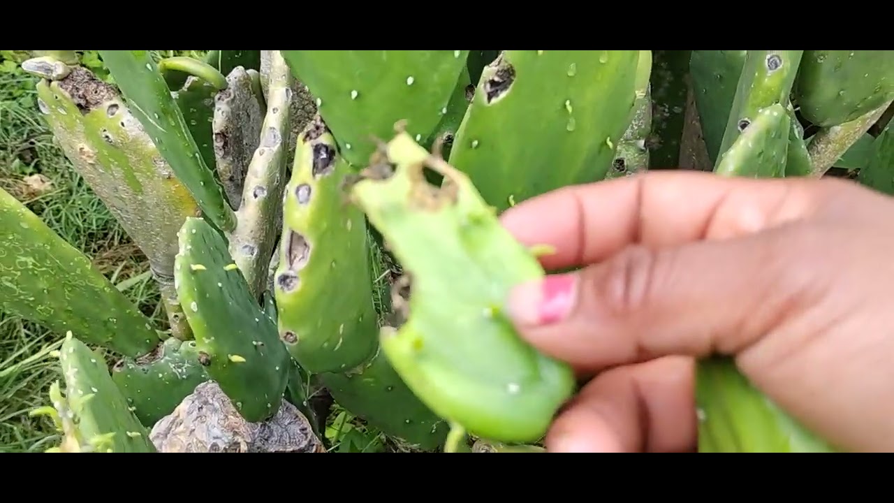 Plaga del picudo en el nopal