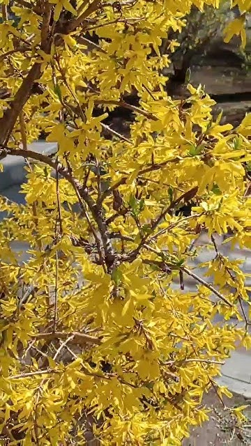 Yellow flowers | Желтая форзиция #весенниецветы #springflowers - YouTube