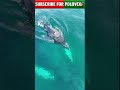 নীল তিমি 😱 পৃথিবীর সবচেয়ে বড় প্রাণী | Blue Whale Facts Bangla #shorts