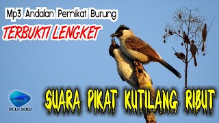 Suara Pikat Kutilang Ribut Paling Ampuh | MP3 Andalan Jaya Channel | Bulu Bird  HQ Audio