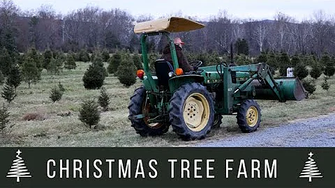 Christmas Tree Farm | Choosing a REAL Christmas Tree | What's Up Wednesday!