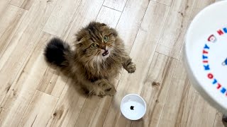 喉が渇きすぎてびっくりするほどの水をガブ飲みする猫