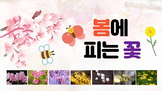 [봄에피는꽃] 개나리,진달래,철쭉,민들레,벚꽃,산수유,목련을 알아봅시다 screenshot 4