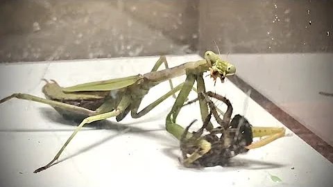 CRAZY FIGHT - PRAYING MANTIS VS WOLF SPIDER