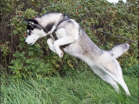 huskies hunting