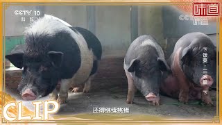 三水当地特有的土猪品种——黑毛猪《味道》20220410 | 美食中国Tasty