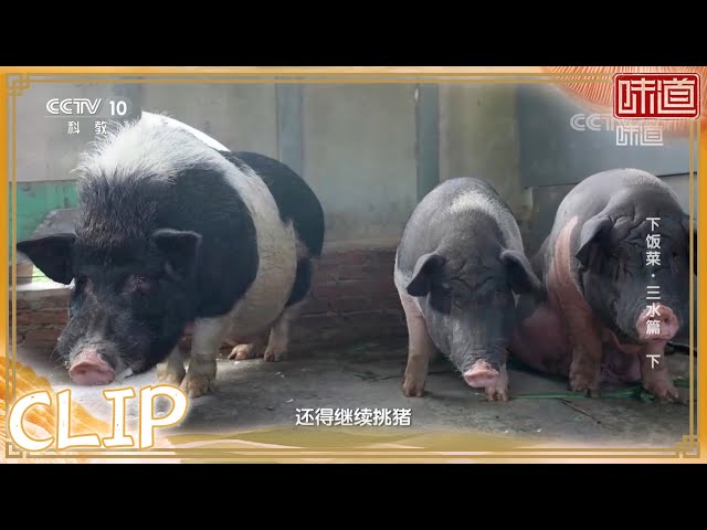 三水当地特有的土猪品种——黑毛猪《味道》20220410 | 美食中国Tasty