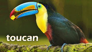 Toucans: Rainforests' Radiant Rainbows