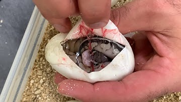 Our First Ball Python Egg Cutting Clutch of 2021!