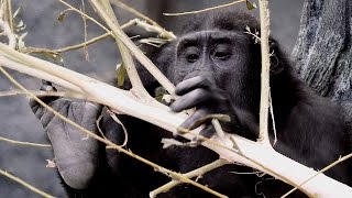 Western Lowland Gorillas at the Zoo 4K - Brookfield Zoo, Chicago