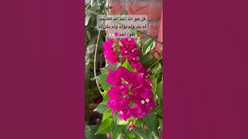 سورةالإخلاص مكررة #لا_إله_إلا_الله #سورة_الإخلاص #قرآن_كريم #ماهر_المعيقلي #مكة #الجزائر #صباح_الخير