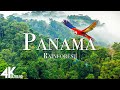 Panama rainforest 4k  musique relaxante avec de belles vidos de nature 4k ultra