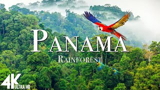 Panama Rainforest 4K - موسيقى الاسترخاء مع مقاطع الفيديو الطبيعية الجميلة (فيديو 4K Ultra HD)