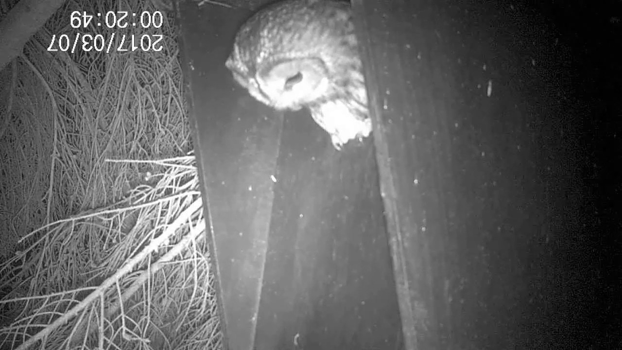 Uil, Pinetum Blijdenstein Hilversum