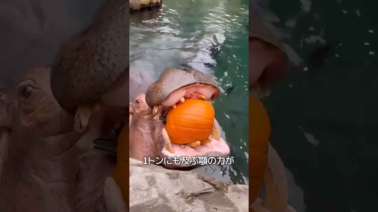カバの噛む力