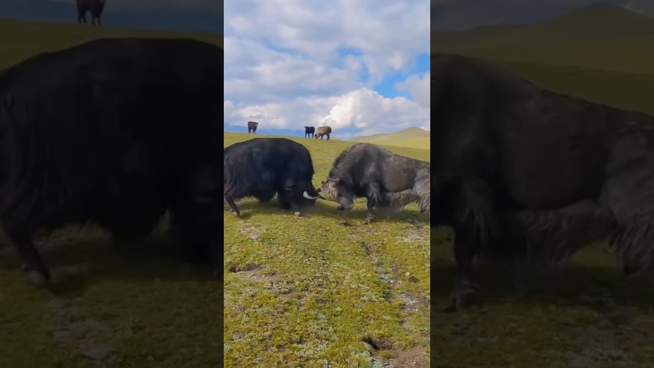 Bull 🐂 Intense Fighting Scene 