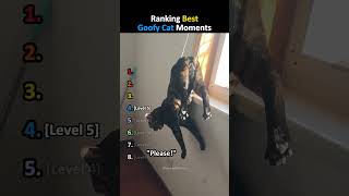 Ranking Best Goofy Cat Moments