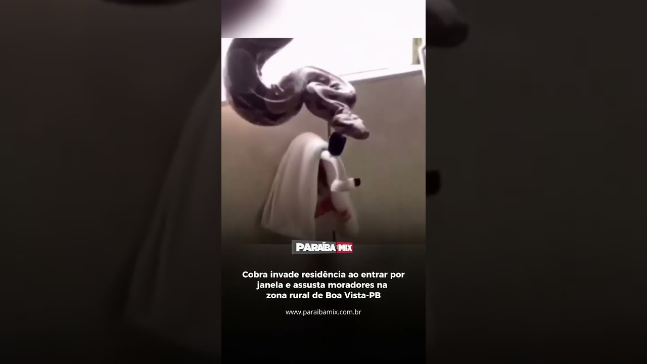 Cobra invade residência ao entrar por janela e assusta moradores na zona rural de Boa Vista-PB