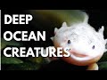 Everything You Didn’t Know About Ocean Animals | Deep OCEAN CREATURES