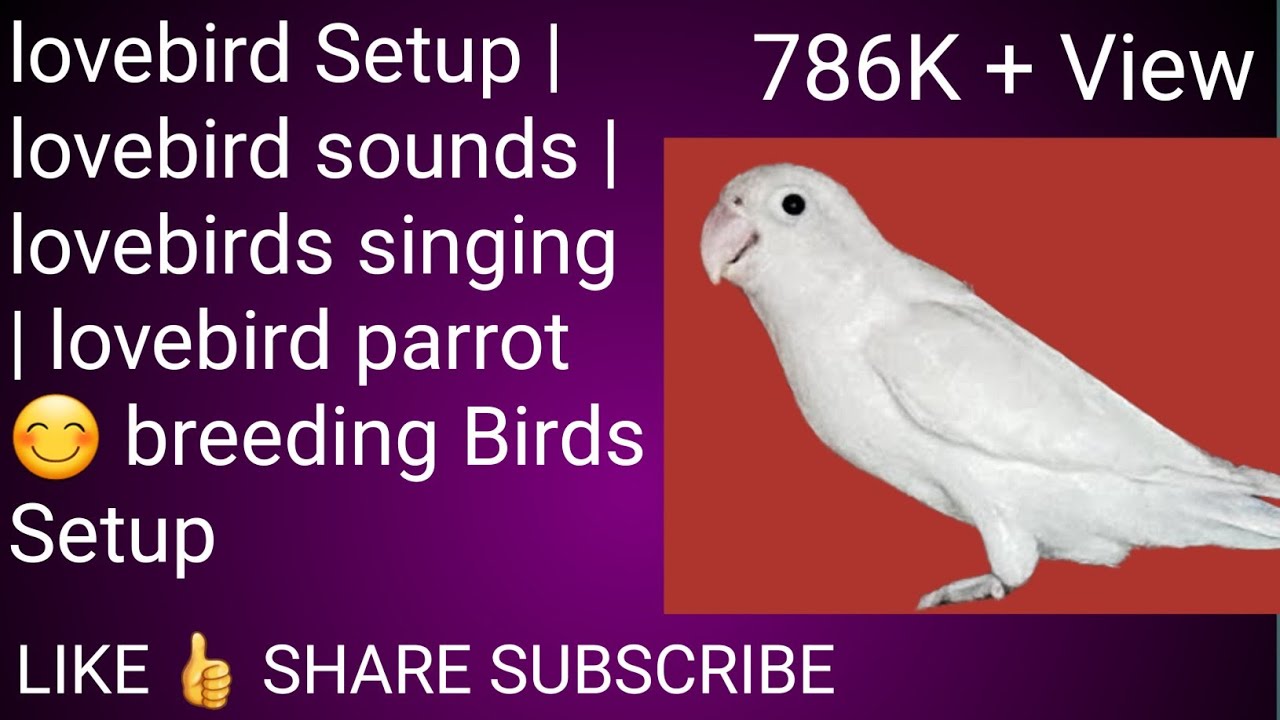 lovebird Setup lovebird sounds lovebirds singing lovebird parrot
