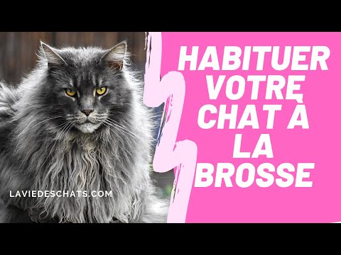 Vidéo: Le pain de chat est la meilleure chose depuis le pain en tranches!