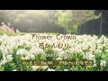 Flower crown花かんむり/新居昭乃Goddess in the Morning cover