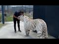 Animals Reunited With Owners AFTER YEARS!