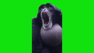 Monkey Mating Call Meme Greenscreen Chroma Key Template