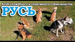 Дрессировка собак обучающее видео. Дрессировка собак обучающее видео.
