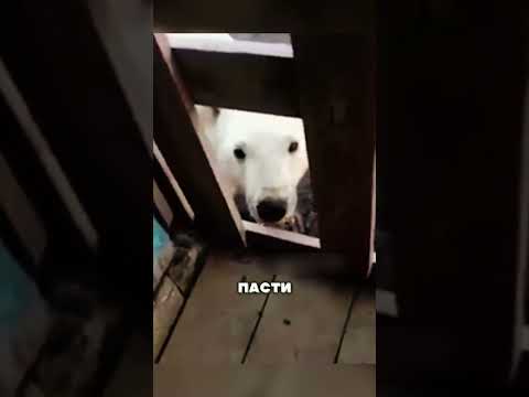 МЕДВЕДЬ попросил у ЛЮДЕЙ помощи! 🥺😱