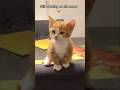 😹😹cute cat's,funny cat's,cat's life,kittens lovers#catshorts #catlife #catlovers #kittenlove #cat 😹😹