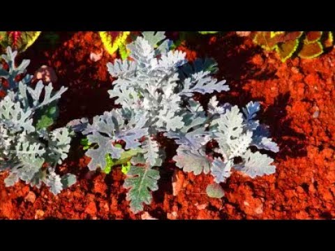 فيديو: Cineraria Silver (44 صورة): هل هي سنوية أم معمرة؟ زراعة ورعاية Cineraria الساحلية ، وتنمو في الحقول المفتوحة ، وتنوع 