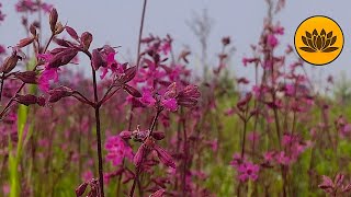 Calm rain sounds for meditation and relaxation.