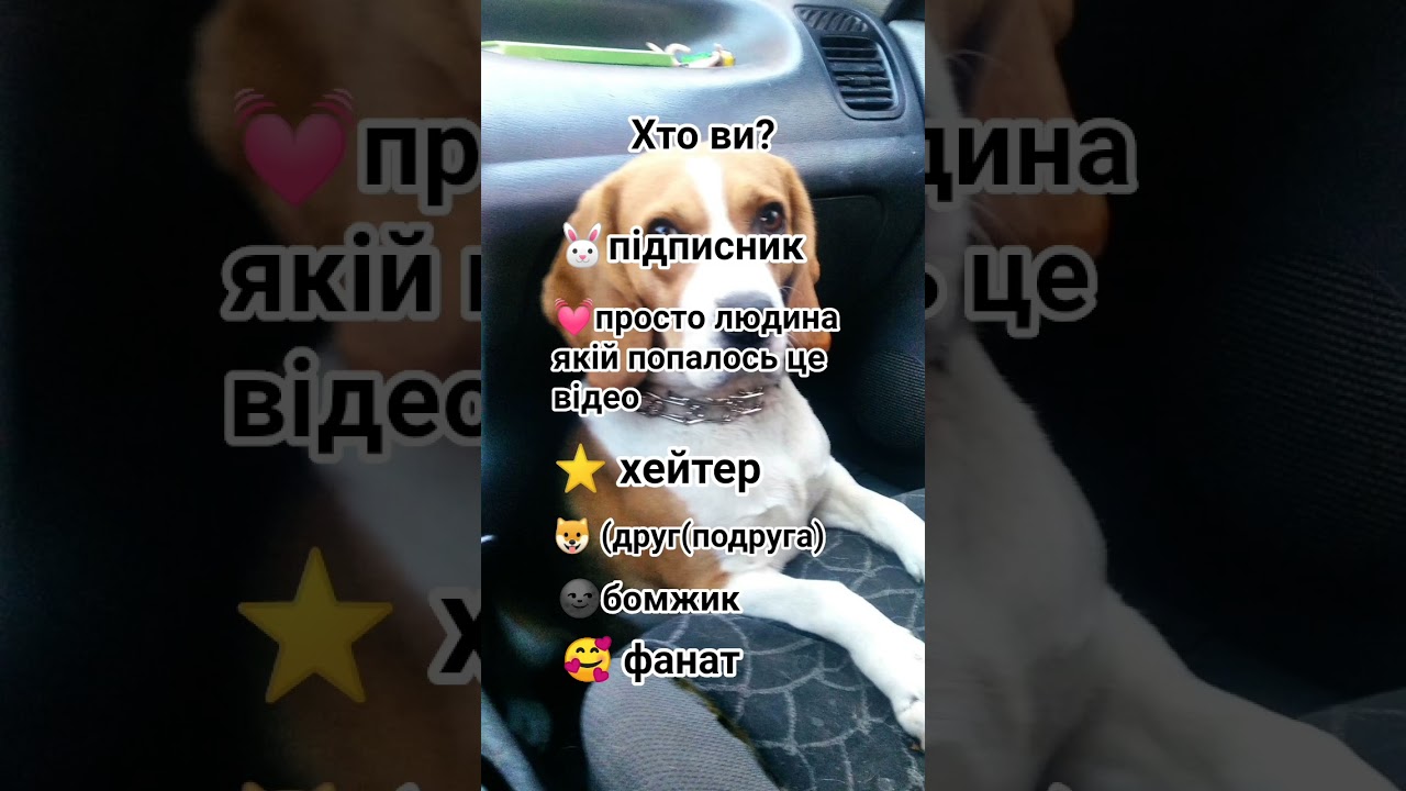 хто ви?🐶 