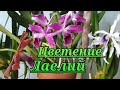 Цветение Лаелий.(Laelia purpurata, Laelia tenebrosa)