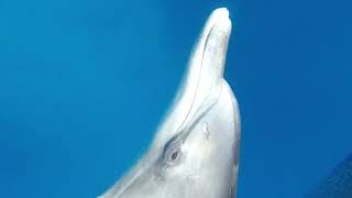 20230506 小笠原の旅 ドルフィンスイム　Dolphin  swim at Ｏgasawara