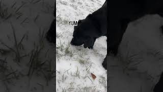 Tucker Eats Snow