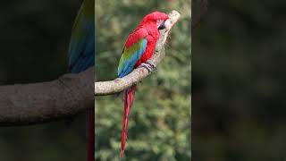 Green-winged macaw | Wikipedia audio article