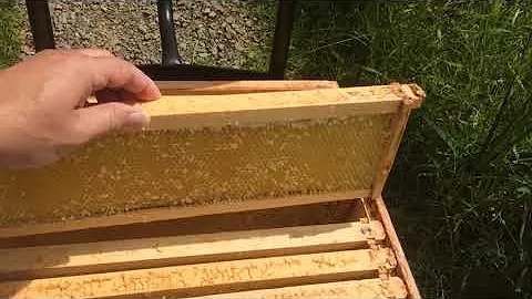 How cleanup wet frames after extraction