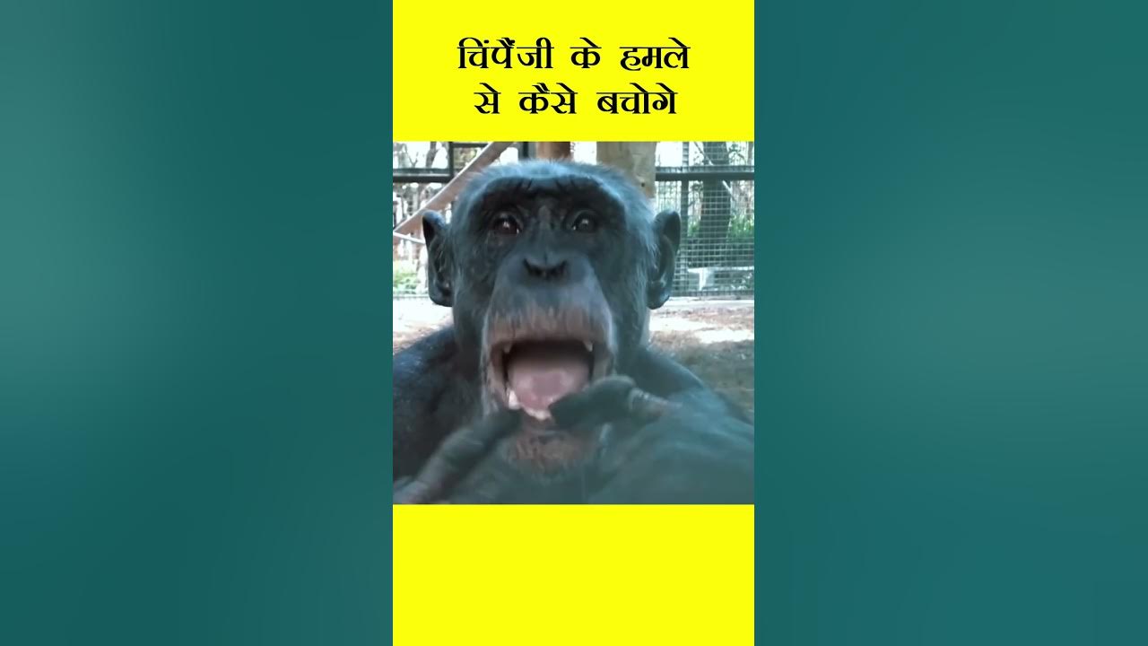 आप चिंपैंजी के हमले से कैसे बचोगे | How To Survive Attack Of Chimpanzee