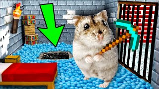 🐹🆘Hamster Escapes the Minecraft Maze 😱[OBSTACLE COURSE]😱