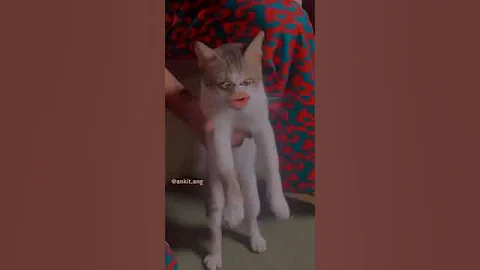 Video 11760821: cats catlover funny meow